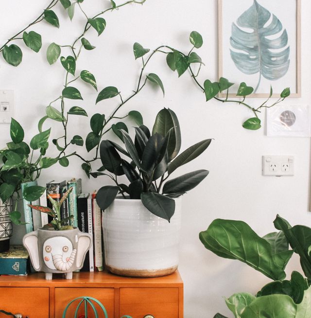 World Vegan Month: 7 Facts About Veganism