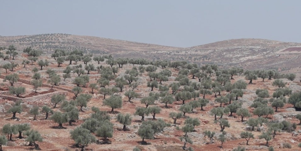 Brewed in Solidarity with Taybeh Brewing Co.